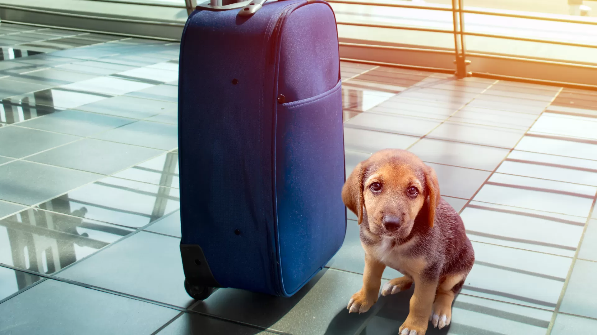 Pets and Travel: Making Your Vacation Pawsome with Your Furry Friend