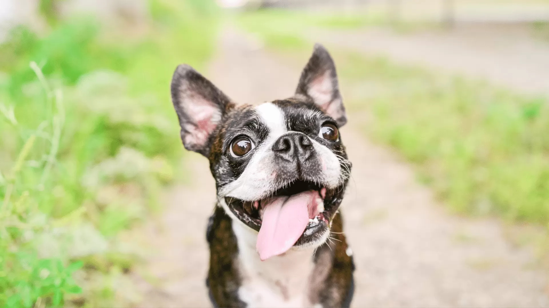 La Santé Mentale des Animaux de Compagnie : Nourrir une Vie Remplie d'Amour, d'Attention et de Sensibilité