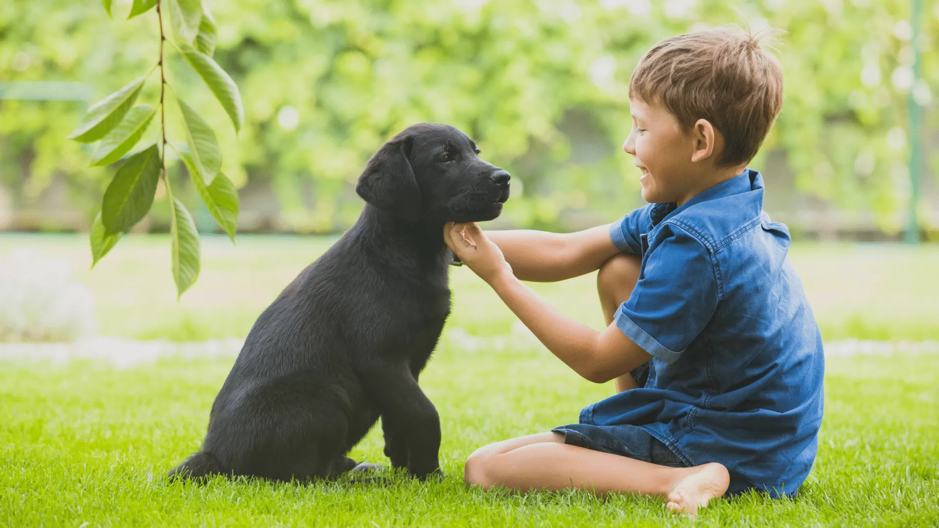 La Possession d'Animaux de Compagnie : Une Aventure Faite d'Amour, de Loyauté et d'Apprentissage